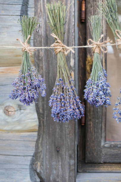 istock Drying lavender bouquets on wooden house background. 1399025132