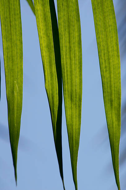 Close up of Palm tree frond against blue sky 2