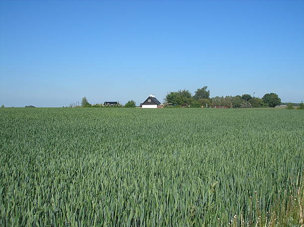 Farm House behind a wheat field stock photo