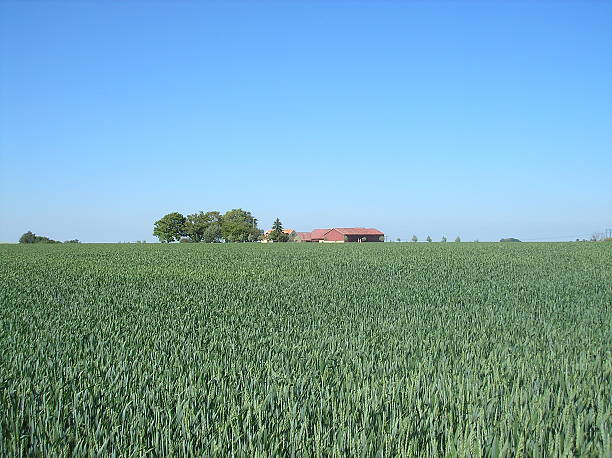 Farmhouse behind wheat field stock photo