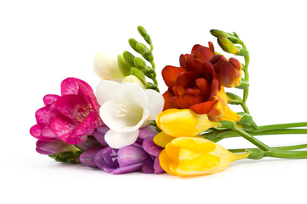 Blooming Freesia. stock photo