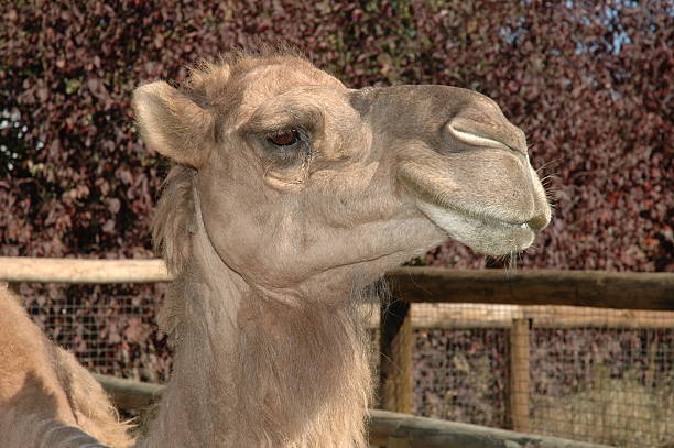 Camel Head - Photo