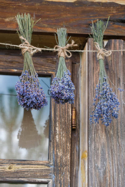 istock Drying lavender bouquets. Reflection in the window. Evening golden hour. 1399025949