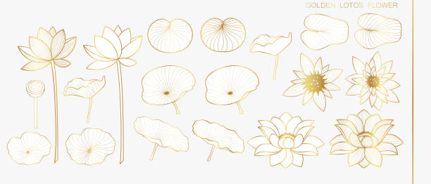 Set of lotus flowers and leaves in line-art style. Golden lotus leaves. Set of lotus flowers and leaves in line-art style. Golden lotus leaves. lotus flower drawing stock illustrations