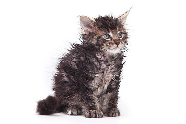Gray cat in a white bathroom. Bathing process, pouring water, frightened wet cat, hygiene procedures. Good morning concept. Pet care. British cat on a white background.