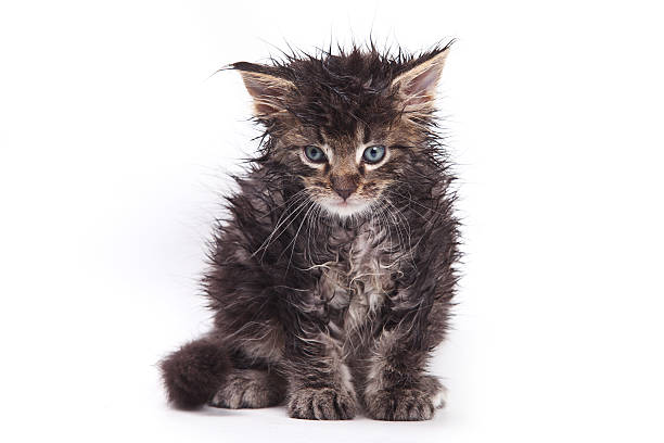 Siberian cat isolated on white