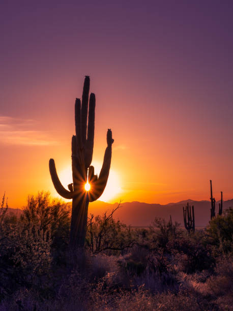 Sonoran Saguaro Sunrise Silhouette Sonoran Saguaro Sunrise Silhouette sonoran desert stock pictures, royalty-free photos & images