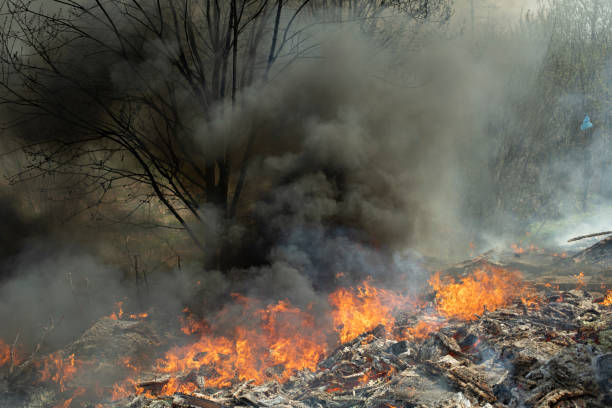 istock Fire in forest. Ignition of grass. Fire and smoke. Damage to environment. 1399026347
