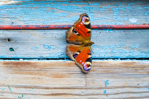 A dry butterfly peacock eye with a delicate pattern on the opened wings on the old window sill of the attic.