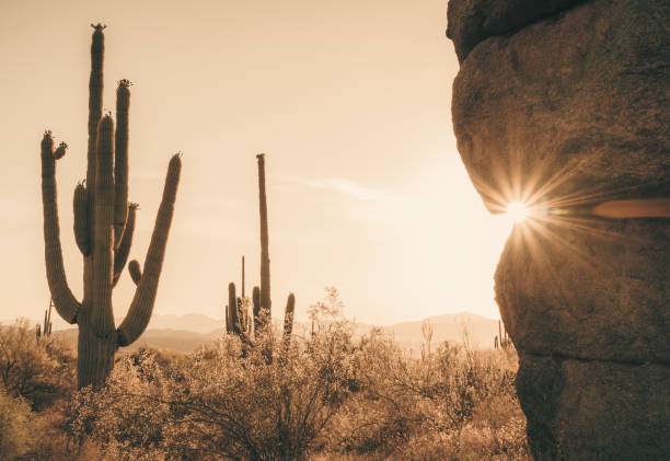 Sonoran Saguaro Sunrise Silhouette in vintage styling