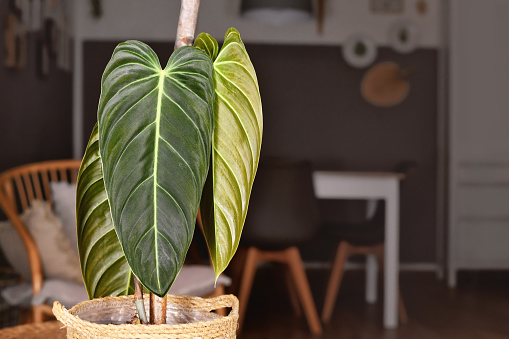 Long leaves of tropical 'Philodendron Melanochrysum' houseplant
