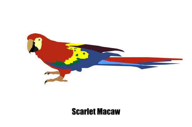 ilustrações, clipart, desenhos animados e ícones de papagaio-de-arara escarlate (ara aro) vetor em fundo branco isolado. - parrot multi colored bird perching