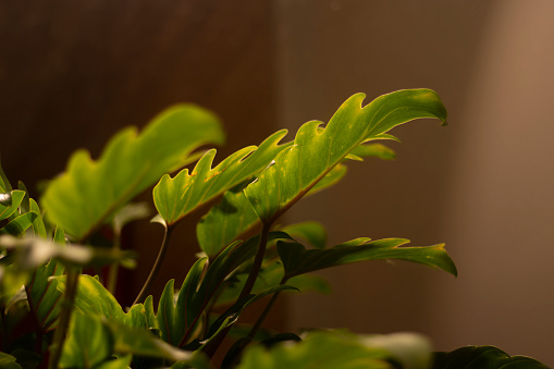 Houseplant. Plant indoors. Leaves of green plant.