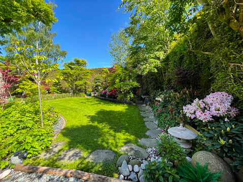 Stock photo showing part of a Japanese style garden with a number of oriental features. Pictured are potted flowering azalea shrubs besides a Japanese snow lantern and stepping stone garden path.