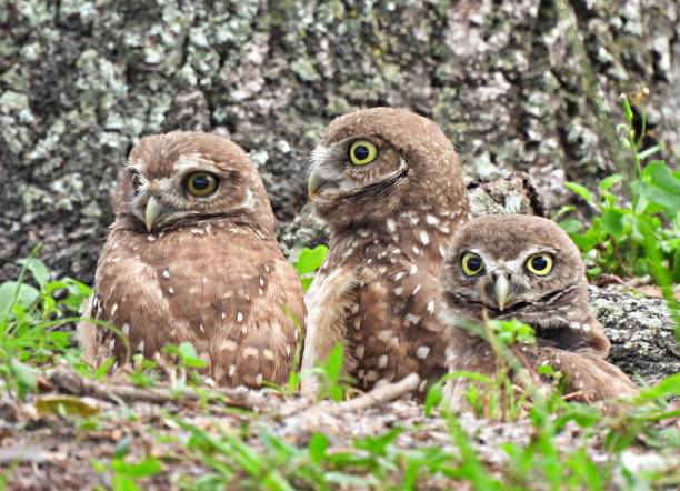istock Burrowing Owl (Athene cunicularia)  - owlets resting in the burrow 1399027327