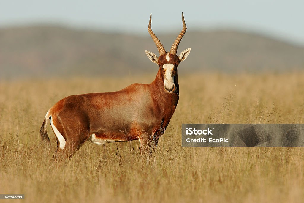 Antílope Blesbok - Foto de stock de Aire libre libre de derechos