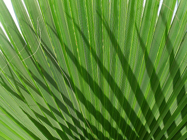 shadow of palm stock photo