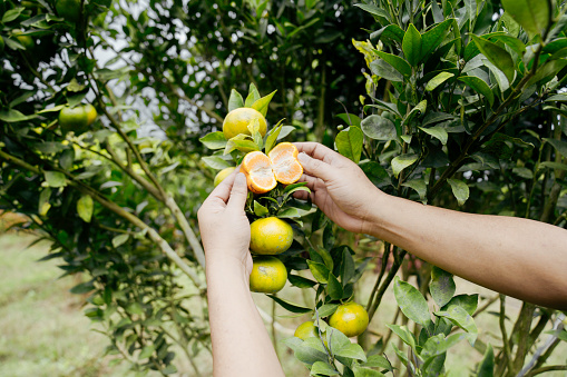 Farmer working in an orange tree field