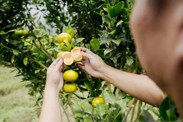 istock Farmer working in an orange tree field 1399027898