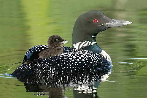 Photo of Baby Common Loon (Gavia immer) riding on mother’s back