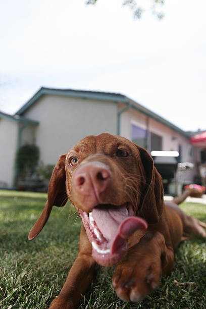 Dog: Vizsla stock photo