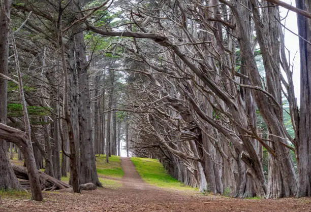 Photo of Cypress Trees Tunnel in J V Fitzgerald Marine Reserve, California