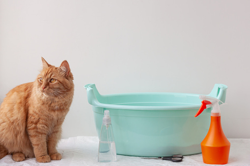 A red, orange cat is sitting next to the pelvis, there are hair care products nearby. The concept of grooming, bathing animals.
