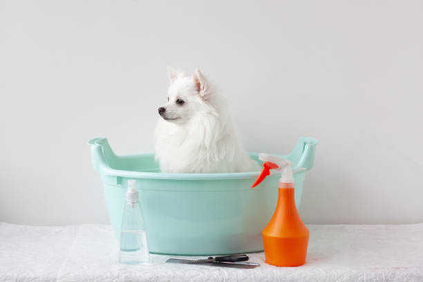 Small dog, white pomeranian, is sitting in basin, there are hair care products nearby. The concept of grooming, bathing animals Small dog, white pomeranian, is sitting in basin, there are hair care products nearby. The concept of grooming, bathing animals. pomeranian dog taking a bath stock pictures, royalty-free photos & images