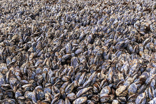 Wild black mussels growing close together on coastal rocks in J V Fitzgerald Marine Reserve, California
