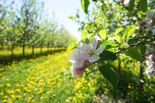 Photographer takes pictures of blooming apple trees in Spring.