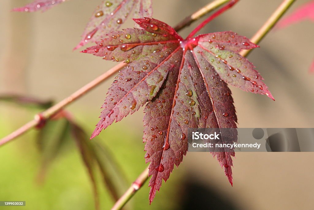 Jeune Feuille d'érable du Japon - Photo de Arbre libre de droits