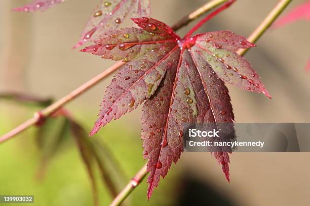 Giovane Foglia Di Acero Giapponese - Fotografie stock e altre immagini di Acero - Acero, Acero giapponese, Albero