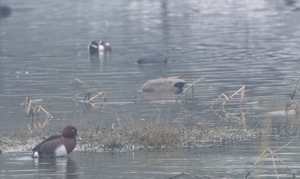istock White-eyed pochard swimming 1399030481