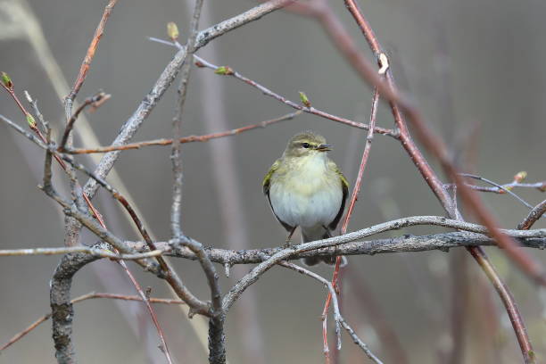 istock Phylloscopus trochilus. Willow Warbler in spring in the Arctic 1399031030