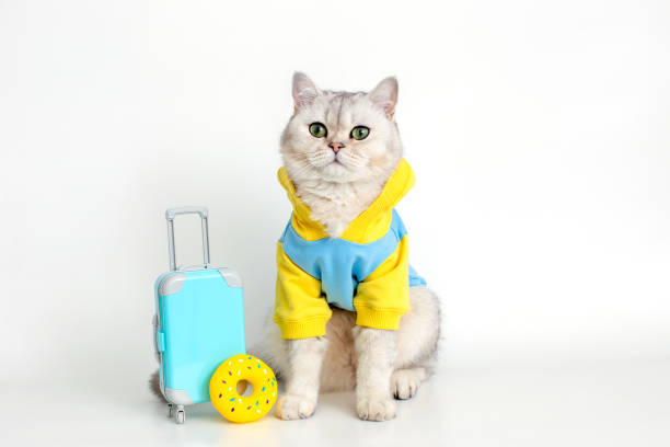 istock cat in a blue sweatshirt , sits with a suitcase on a white background 1399031898