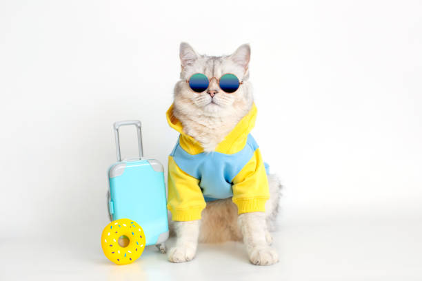 istock White cat in a blue sweatshirt and sunglasses, sits with a suitcase on a white background 1399031899