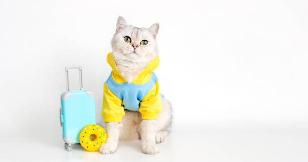 istock White cat in a blue sweatshirt , sits with a suitcase on a white background 1399031903