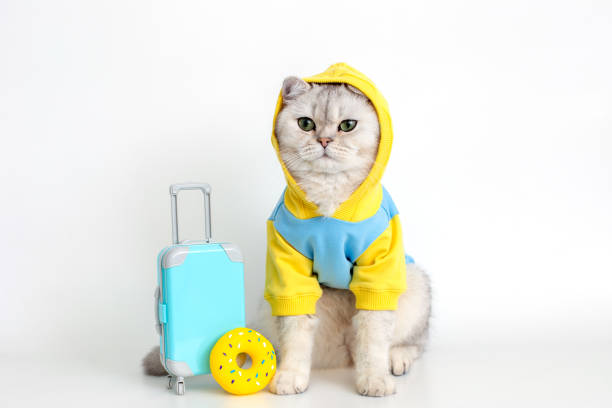 istock Funny White cat in a blue sweatshirt , sits with a suitcase on a white background 1399031904