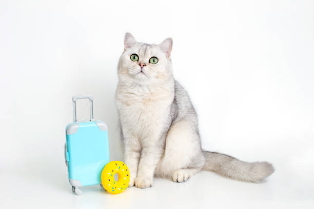 istock Cute white cat sits with a suitcase on a white background 1399031911