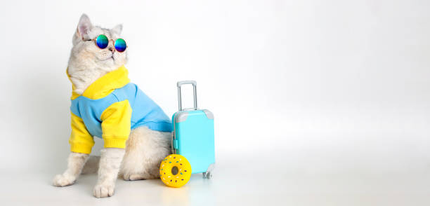 istock Funny cat in a blue sweatshirt and sunglasses, sits with a suitcase on a white background 1399031914