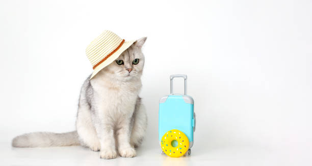 istock White cat in a hat, sits with a suitcase on a white background 1399031920