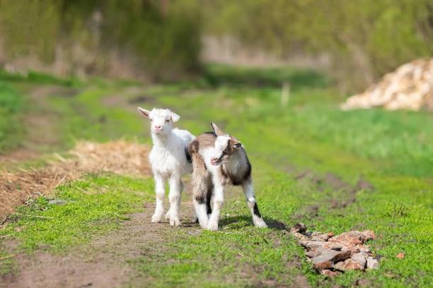 istock White baby goat on green grass in sunny day.