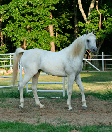 Grey arabian stallion