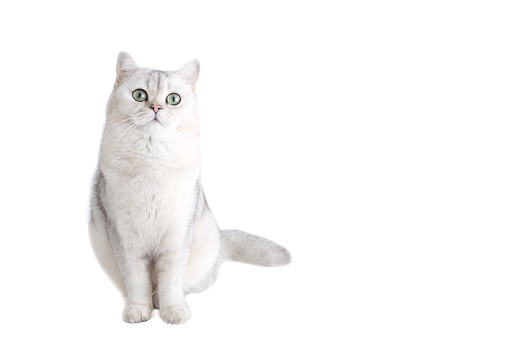 Cute white british cat, chinchilla color, sitting isolated on white background