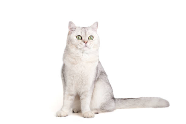 istock Adorable white british cat ,sitting isolated on white background 1399033546