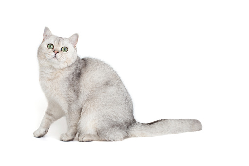White british cat, chinchilla color, sitting isolated on white background