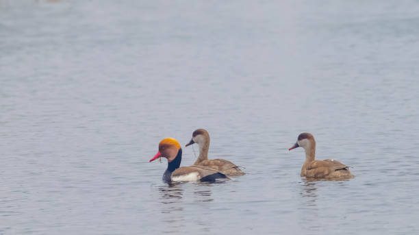 istock Red-crested pochard duck swimming 1399033745