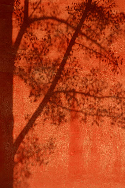 shadow of a tree stock photo