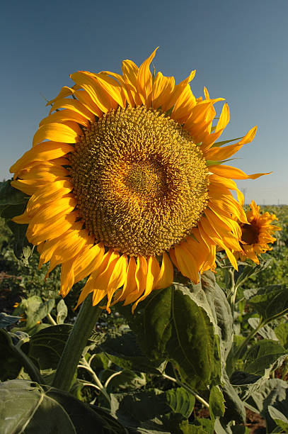 sunflower stock photo