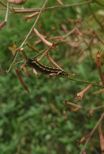 istock Auto focus photo on caterpillar 1399034448